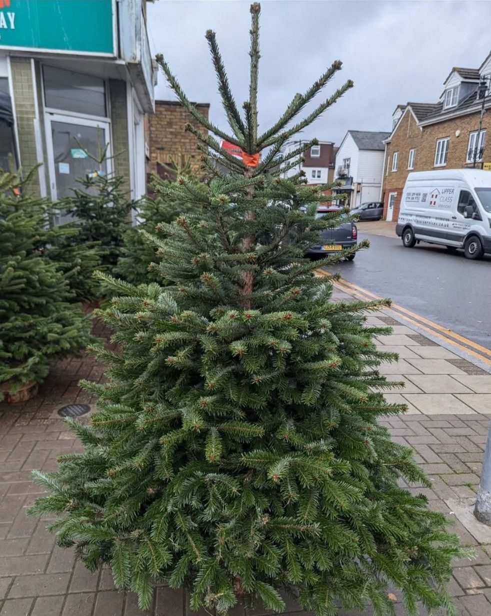 A full, premium Grade A Nordmann fir Christmas tree on display on the pavement at our Bromley stall